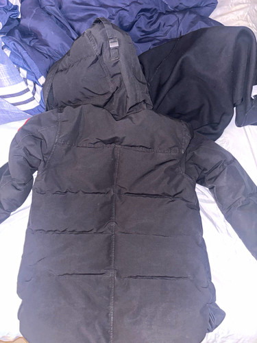Canada goose arctic - arctic, program