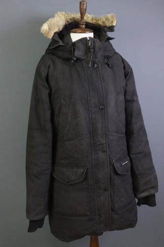 Canada goose arctic - canada,