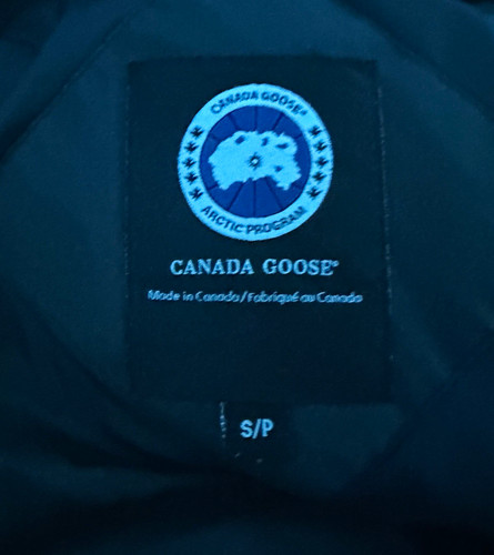 Canada goose arctic program - goose,
